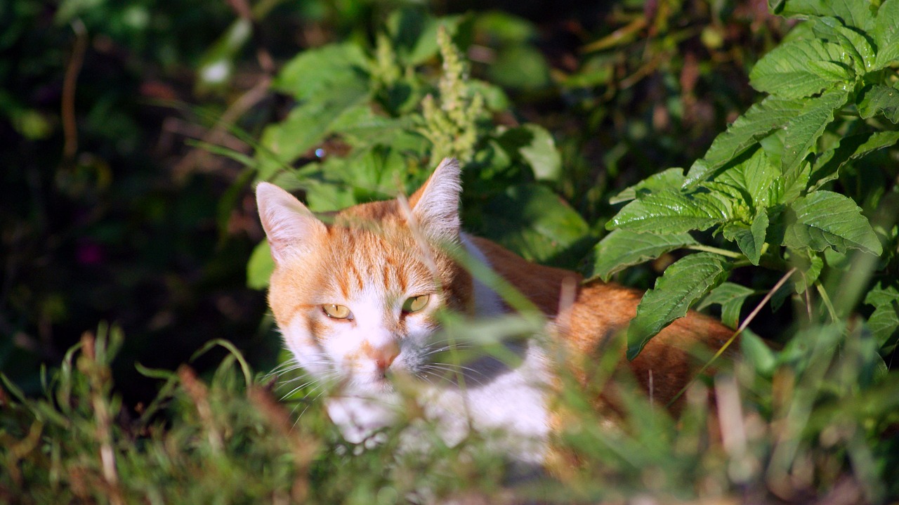 The Dilemmas of Ethics in Veterinary Medicine
